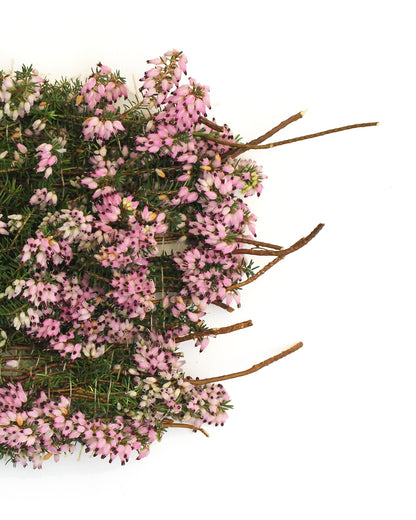 Calluna Vulgaris - January. Fine art print.