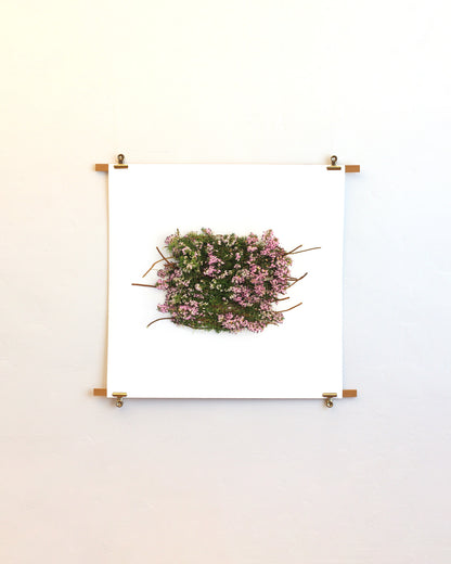 Calluna Vulgaris - January. Fine art print.