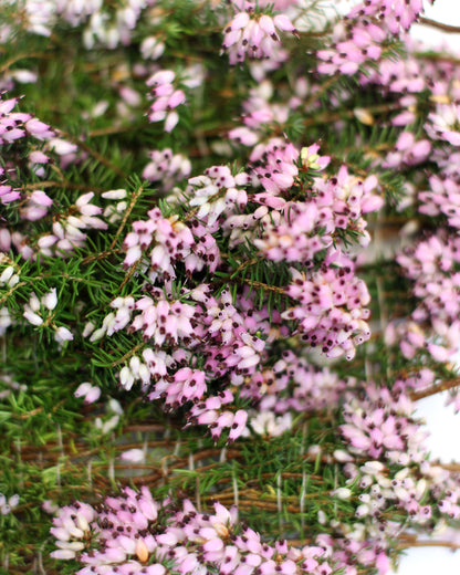 Calluna Vulgaris - January. Fine art print.