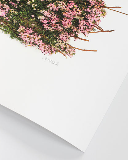 Calluna Vulgaris - January. Fine art print.