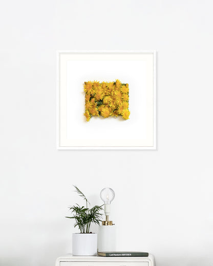 Taraxacum - April. Fine art print.