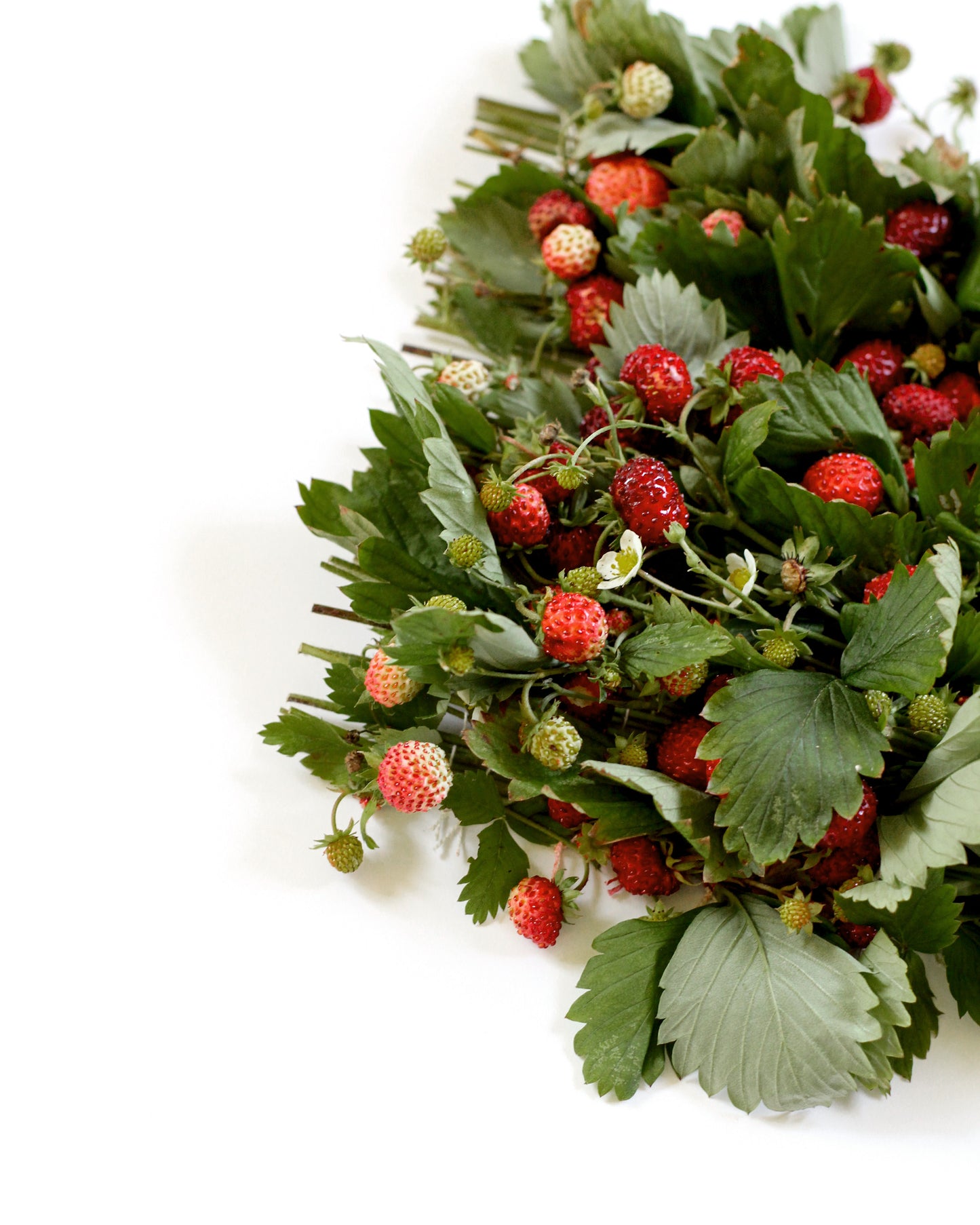 Fragaria Vesca - June. Fine art print.