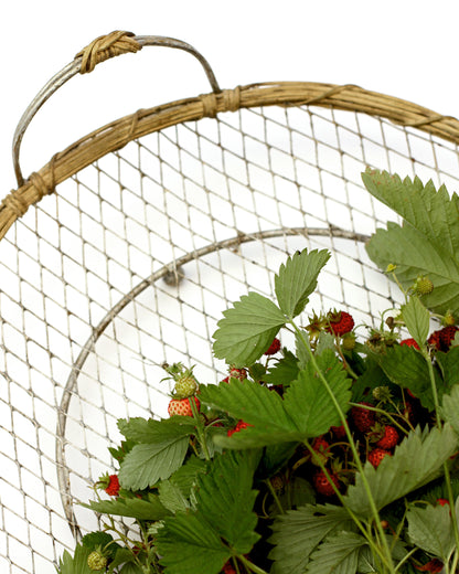 Fragaria Vesca - June. Fine art print.