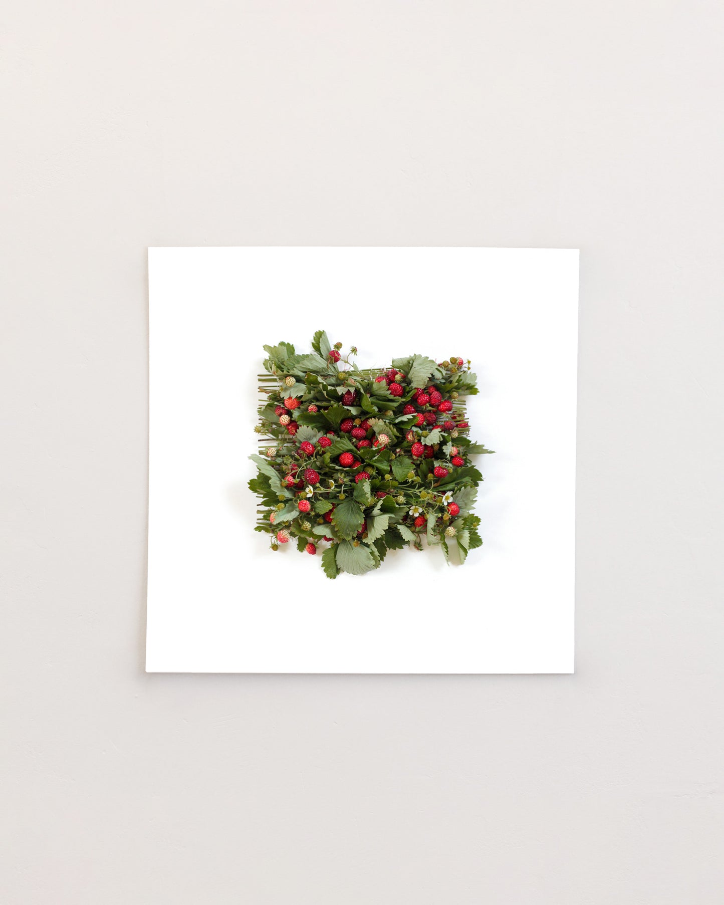 Fragaria Vesca - June. Fine art print.