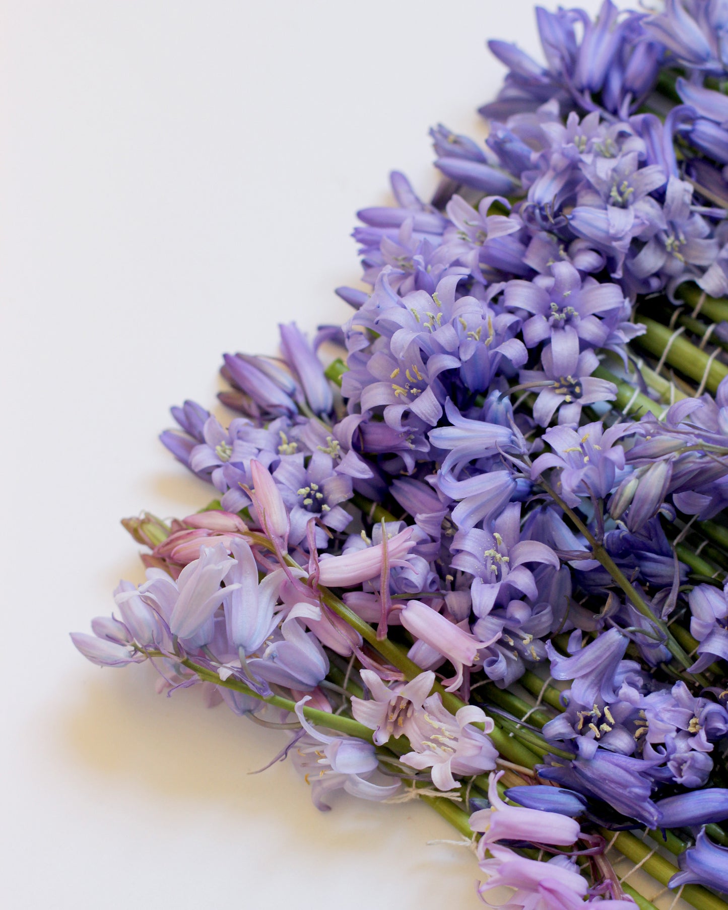 Hyacinthoides - May. Fine art print.