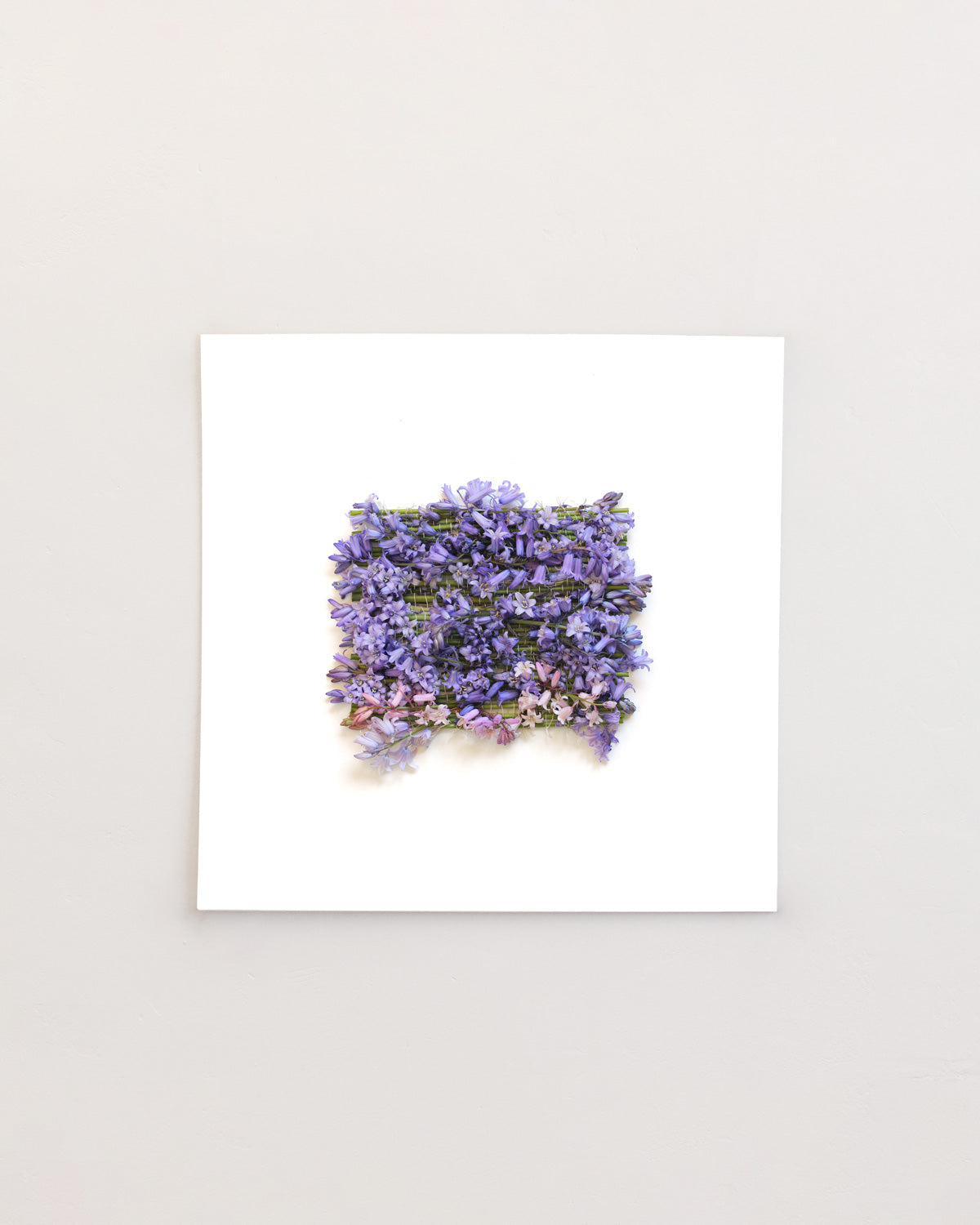 Hyacinthoides - May. Fine art print.