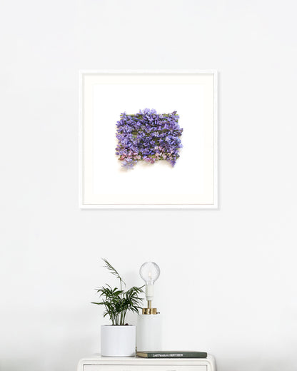 Hyacinthoides - May. Fine art print.