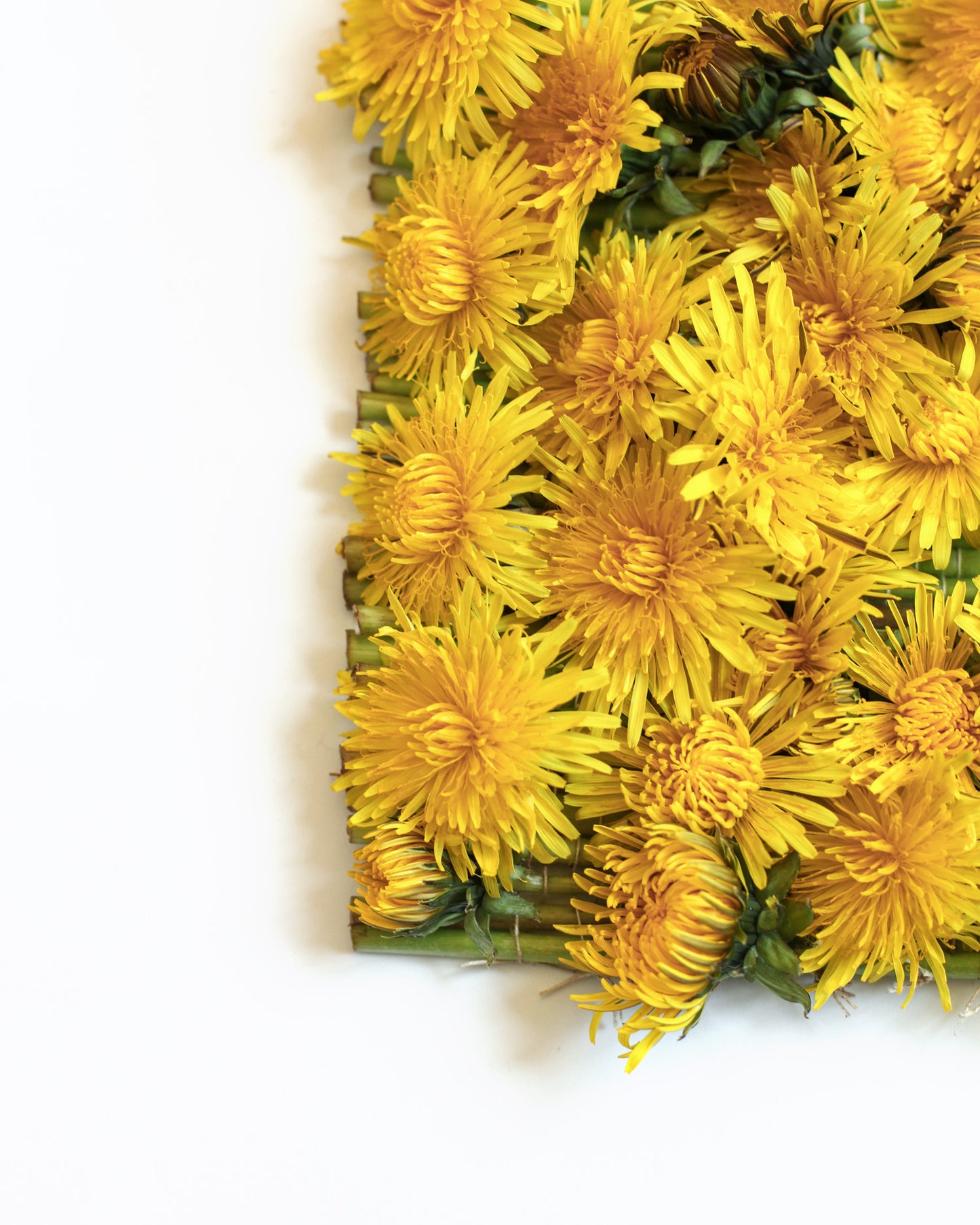 Taraxacum - April. Fine art print.