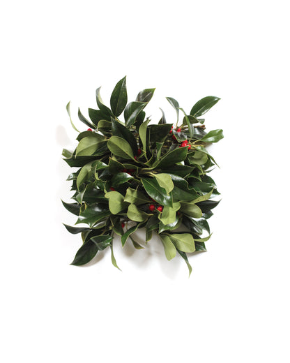 Ilex aquifolium - November. Fine art print.