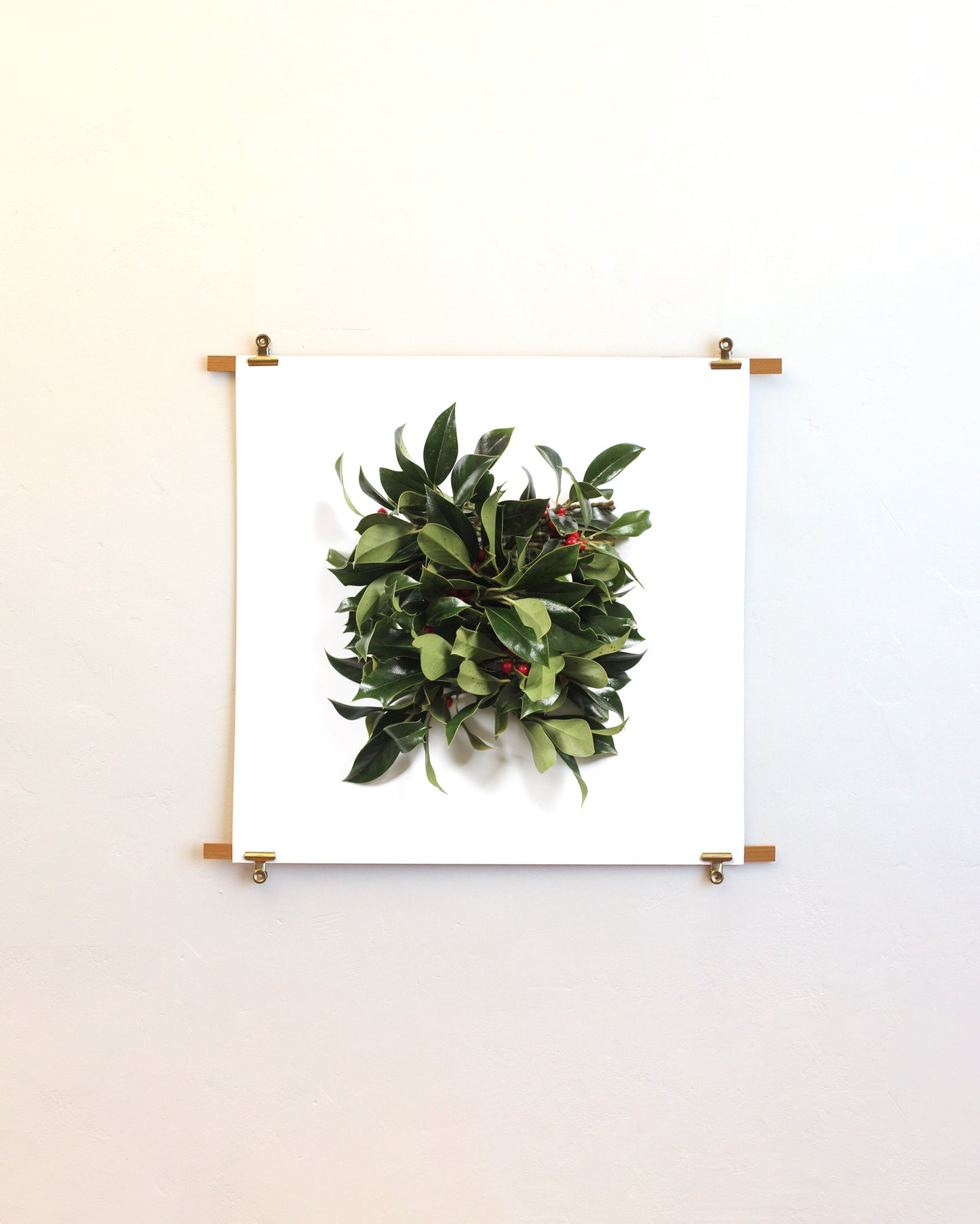 Ilex aquifolium - November. Fine art print.