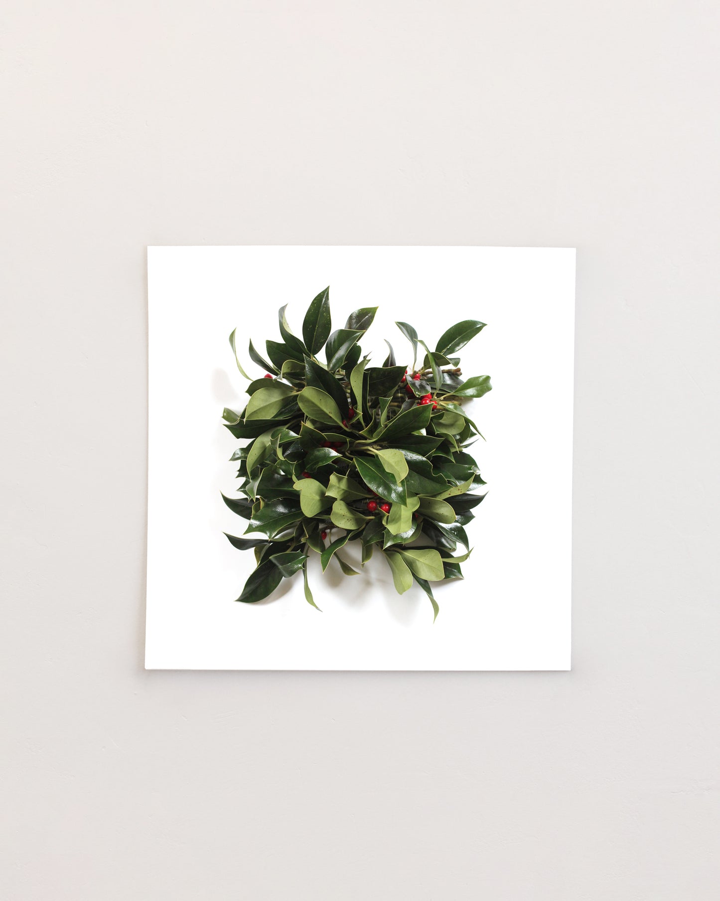 Ilex aquifolium - November. Fine art print.